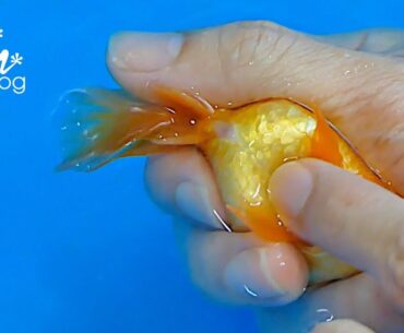 Goldfish Hand Breeding (Step by Step)