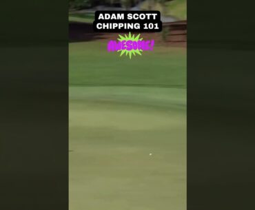 Adam Scott chipping 101 🏌🏼