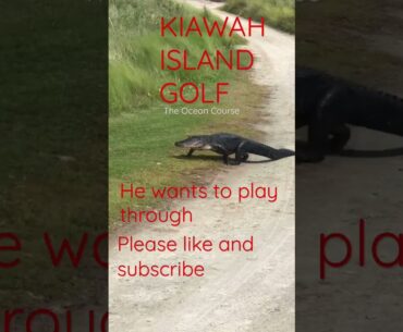 Gator hungry #shorts #golf #alligator #youtubeshorts #animals #pga #wildlife #nature #subscribe