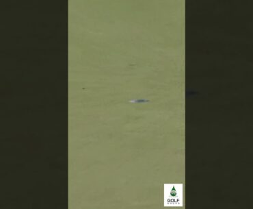 Beau Hossler's Amazing Long Range Birdie  A Stroke of Brilliance at the PGA Championship #Shorts