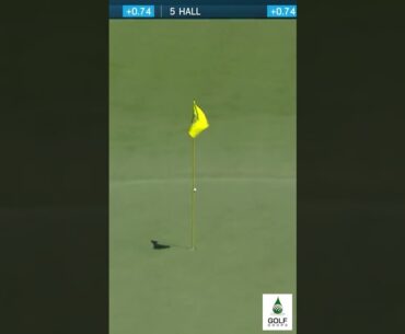 Unbelievable Precision: Chez Reavie's Epic Shot Sets Up Tap In Eagle from 237 Yards Out #Shorts