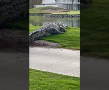 OH HELL NO (via kylerichardsongolf IG) #alligator #crocodile #golf #golflife #golfcourse