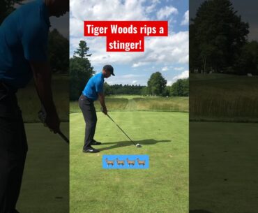 Tiger Woods rips a stinger! #tigerwoods #golf #shorts