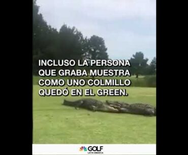 Cocodrilos protagonizan intensa pelea en medio de un campo de golf 😱 🐊 ⛳  #GolfChannelLA