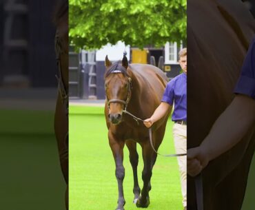 Harry Angel at Dalham Hall Stud #shorts