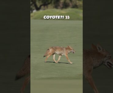 You see this coyote on the course, what are you doing? 👀