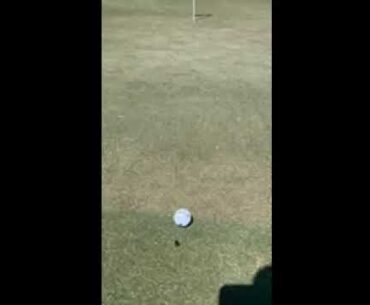PXG golf ball being pushed towards the hole by a beetle.