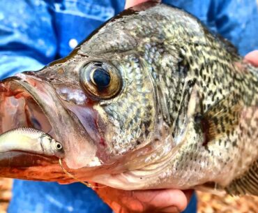 A Bobber & Live Minnow Setup That Crappie Can't Resist!