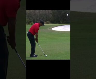 Tiger Woods Displays Amazing Touch #golf #tigerwoods #shorts