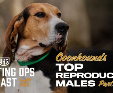 UKC Hunting Ops Podcast Ep. 82 - Top Male Coonhound Reproducers, Pt. 1