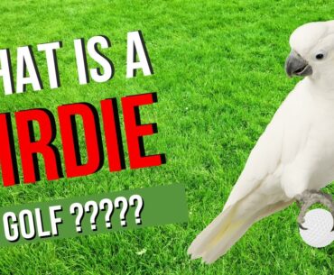 What Is a Birdie in Golf? Explained Simply