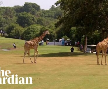 Giraffes stroll on to 18th hole during Kenya Ladies Open