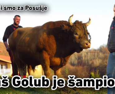 Golub od Bukve i Trake spreman za Posušje