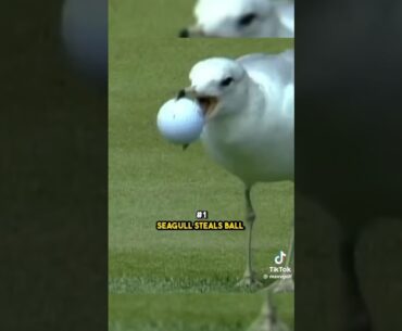TOP 10 ANIMAL ENCOUNTERS IN GOLF PART 2