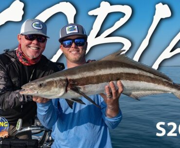 The Cobia Are Still Migrating! Catch These Reports To Find Them! | S20 E3