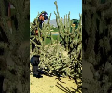 Kyle Stanley's Stunning Cactus Rescue: A PGA TOUR Highlight #golfhighlights #pgatour #golftournament