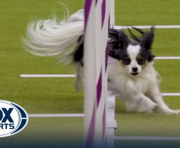 Best of 2024 Masters Agility Championships from Westminster Kennel Club | FOX Sports