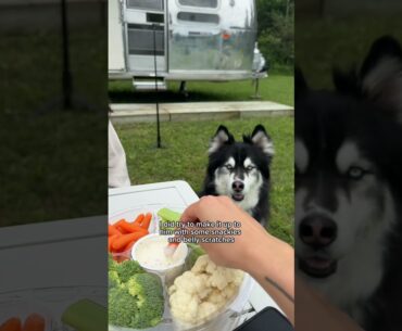 my husky was angry because I forgot to install carpets. #husky #huskies #dogvideos