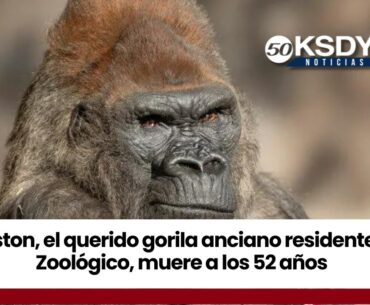 KSDY Noticias 11PM - Winston, el querido gorila anciano residente del Zoológico, muere a los 52 años