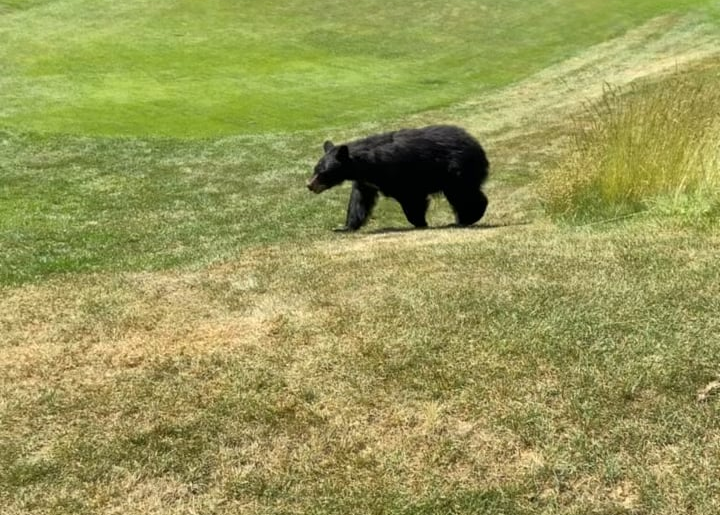 So this is what golfing in BC is like