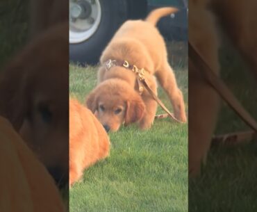 Two golden retrievers playing on the golf course ❤️🐶