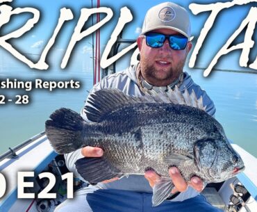 Learn How To Catch Tripletail and More in Florida!