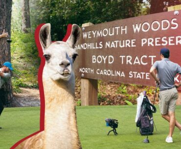 Journey to Pinehurst- Talamore's Llamas & the Ancient Trees of Pinehurst [Episode 4]