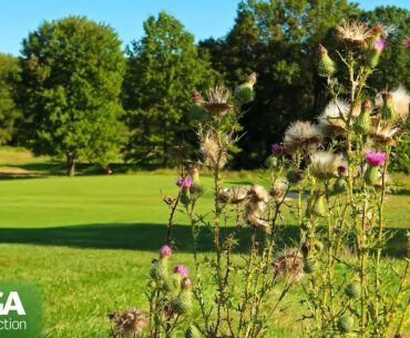 The Basics of Golf Course Weed Control