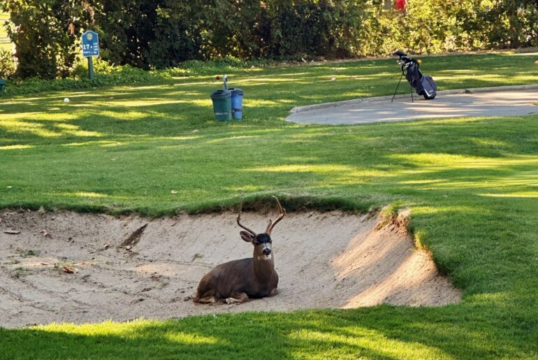 One of the coolest things I’ve ever seen golfing