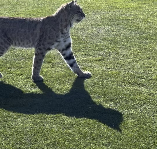 Avoid the wildlife while golfing