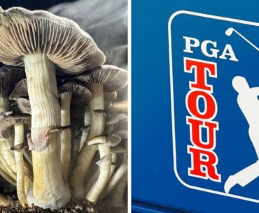 Elite golfers 'turning to mushrooms and psychedelics' to dominate the PGA Tour | Golf | Sport