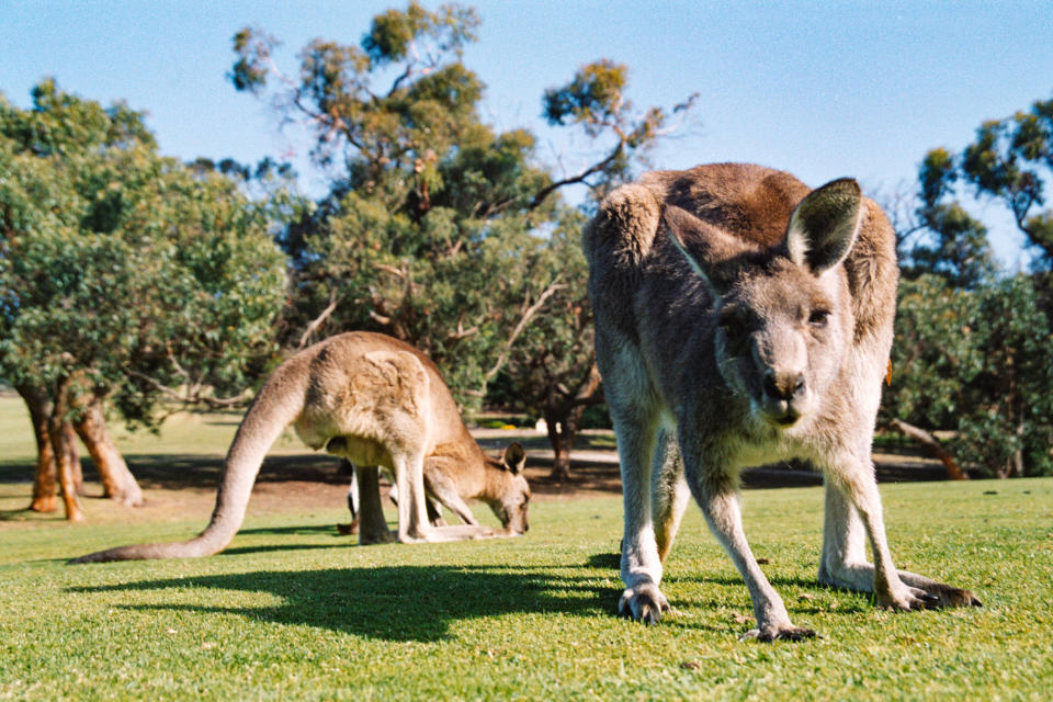 Two Kangaroos feeding one looking at the camera. 