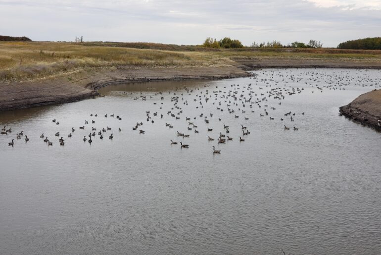 Dear US Golfers, I humbly beg for your forgiveness for the hoard of turd drones we are about to send down your way. Sincerely, CDN Golfer.